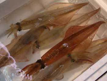 活透抽 (槍烏賊)