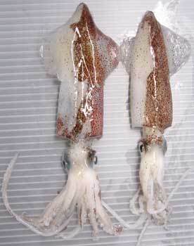 陣頭烏賊／小管