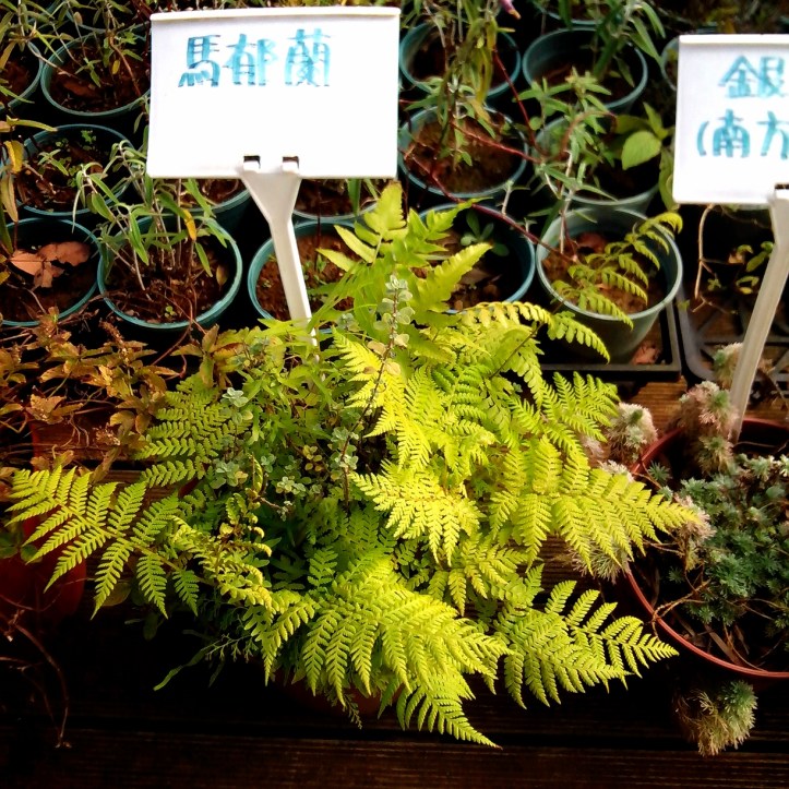 2013-12-08-10-45-47_deco