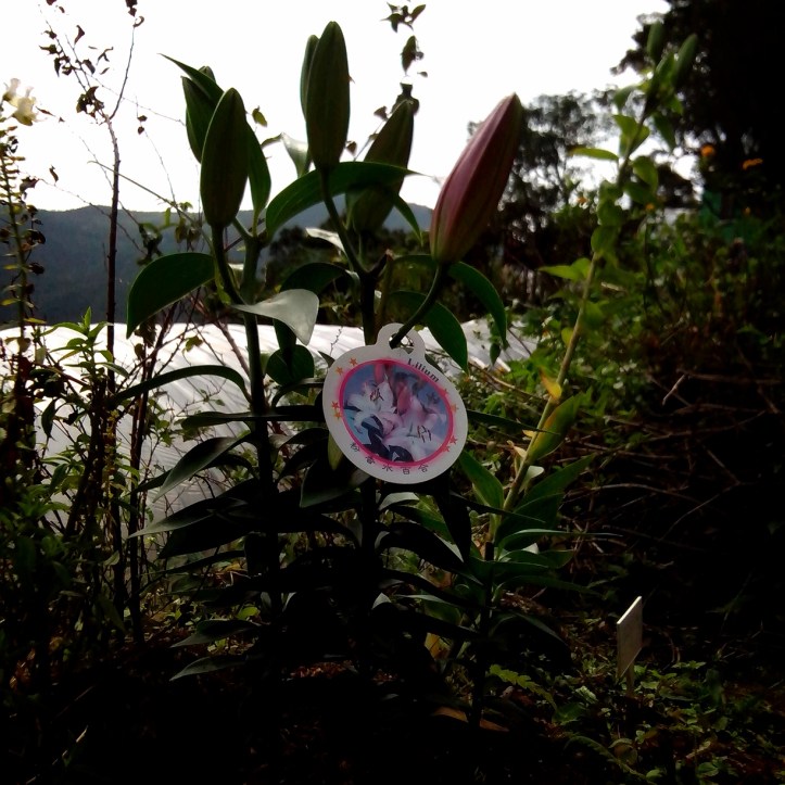 2013-12-08-10-51-38_deco