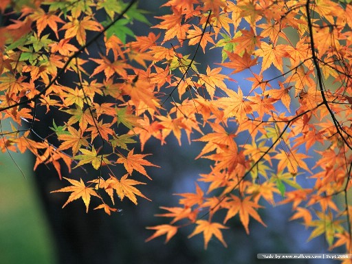 %e6%a5%93%e8%91%89_%e5%b0%8f